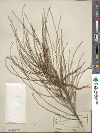 Casuarina stricta image