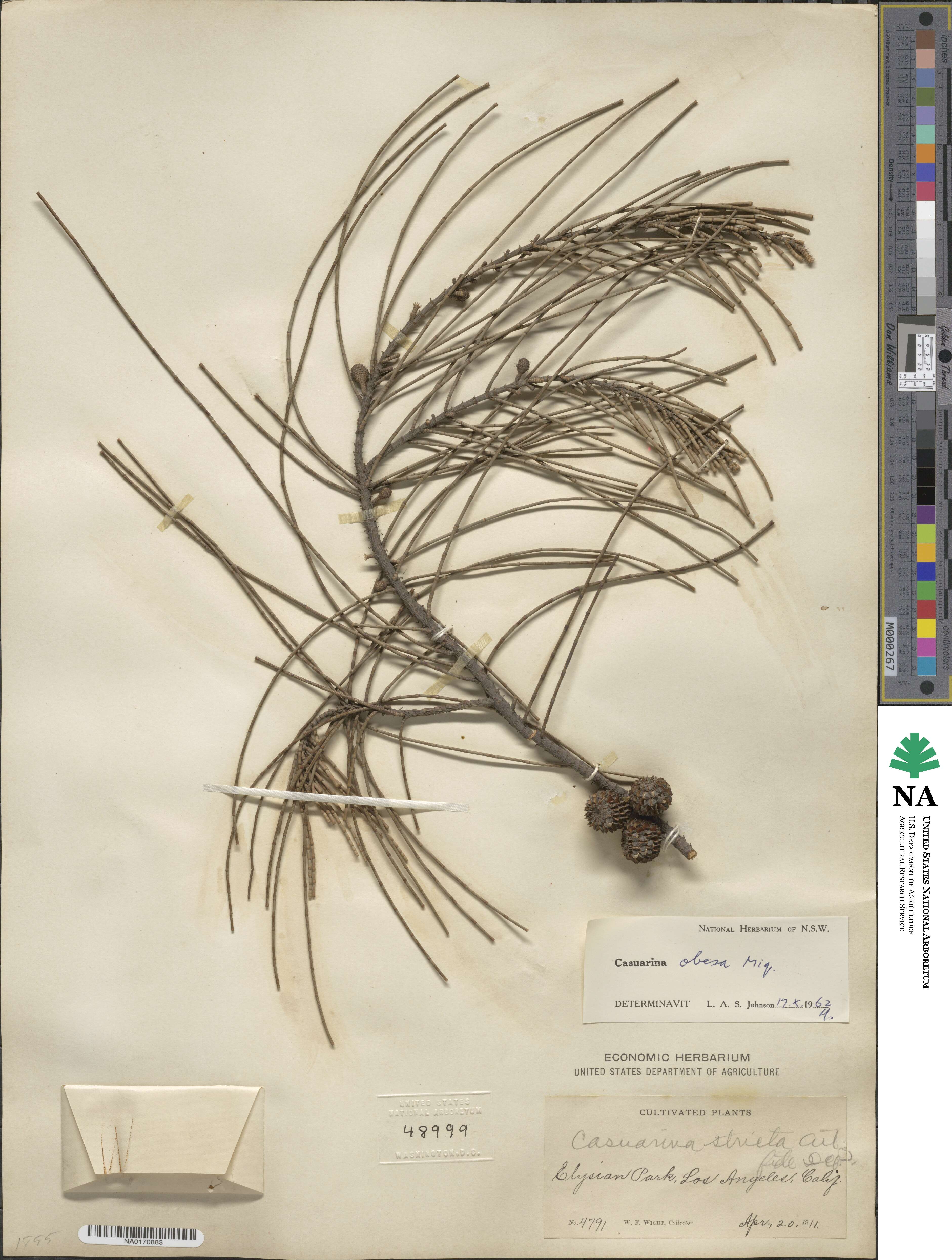 Casuarina stricta image