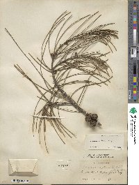 Casuarina stricta image