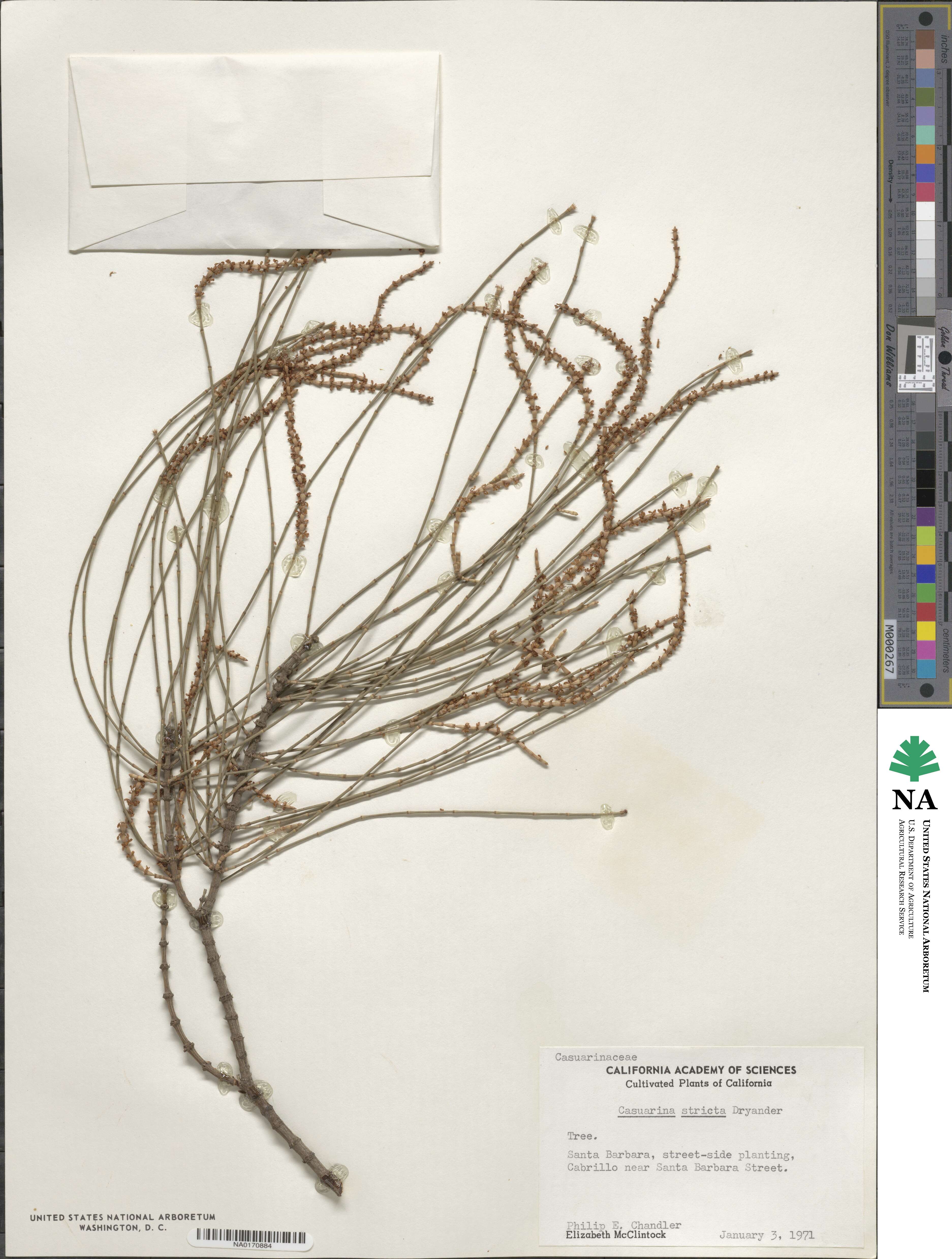 Casuarina stricta image