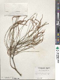 Casuarina stricta image