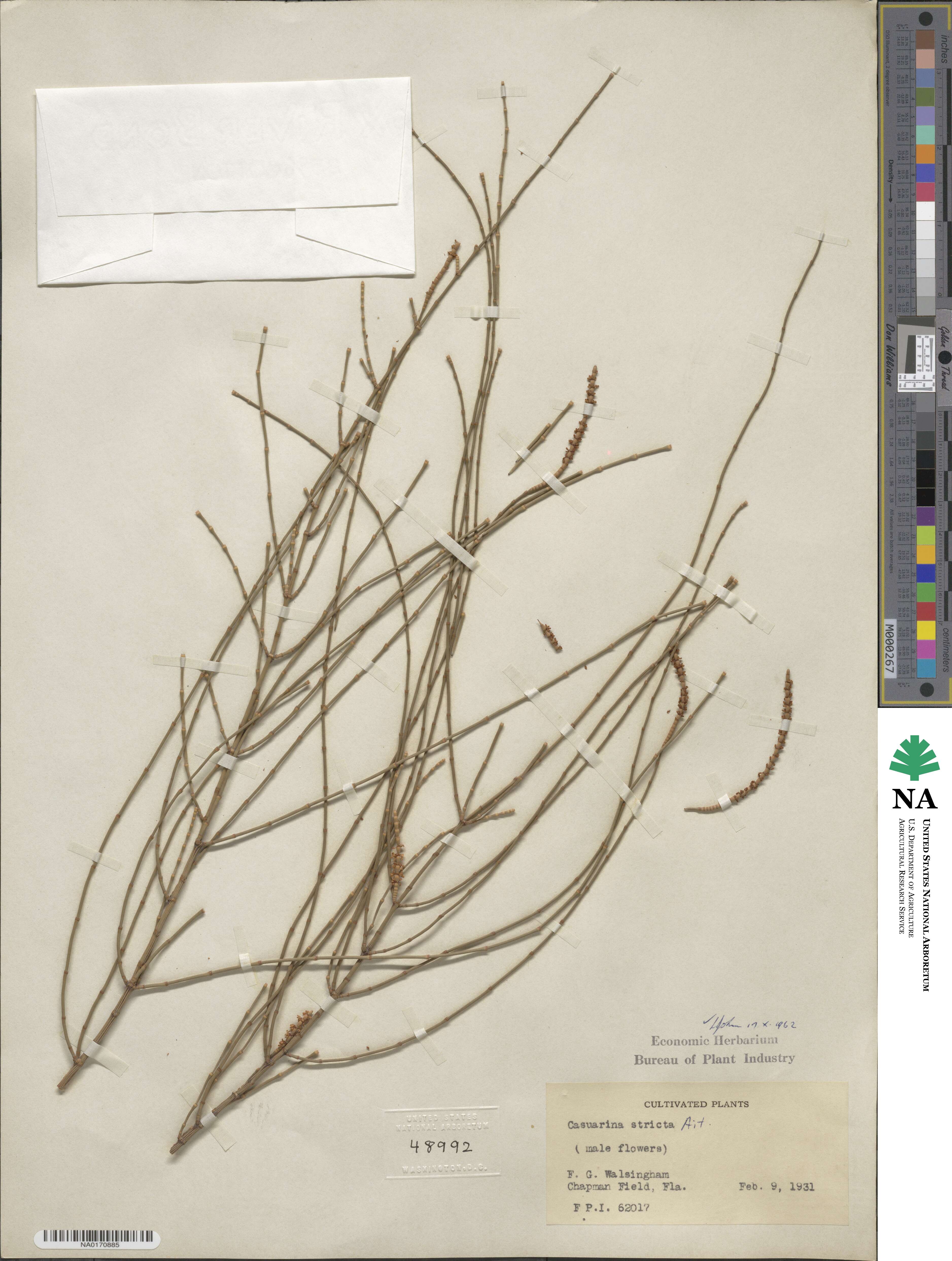 Casuarina stricta image