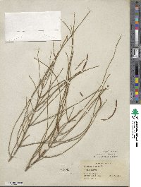 Casuarina stricta image