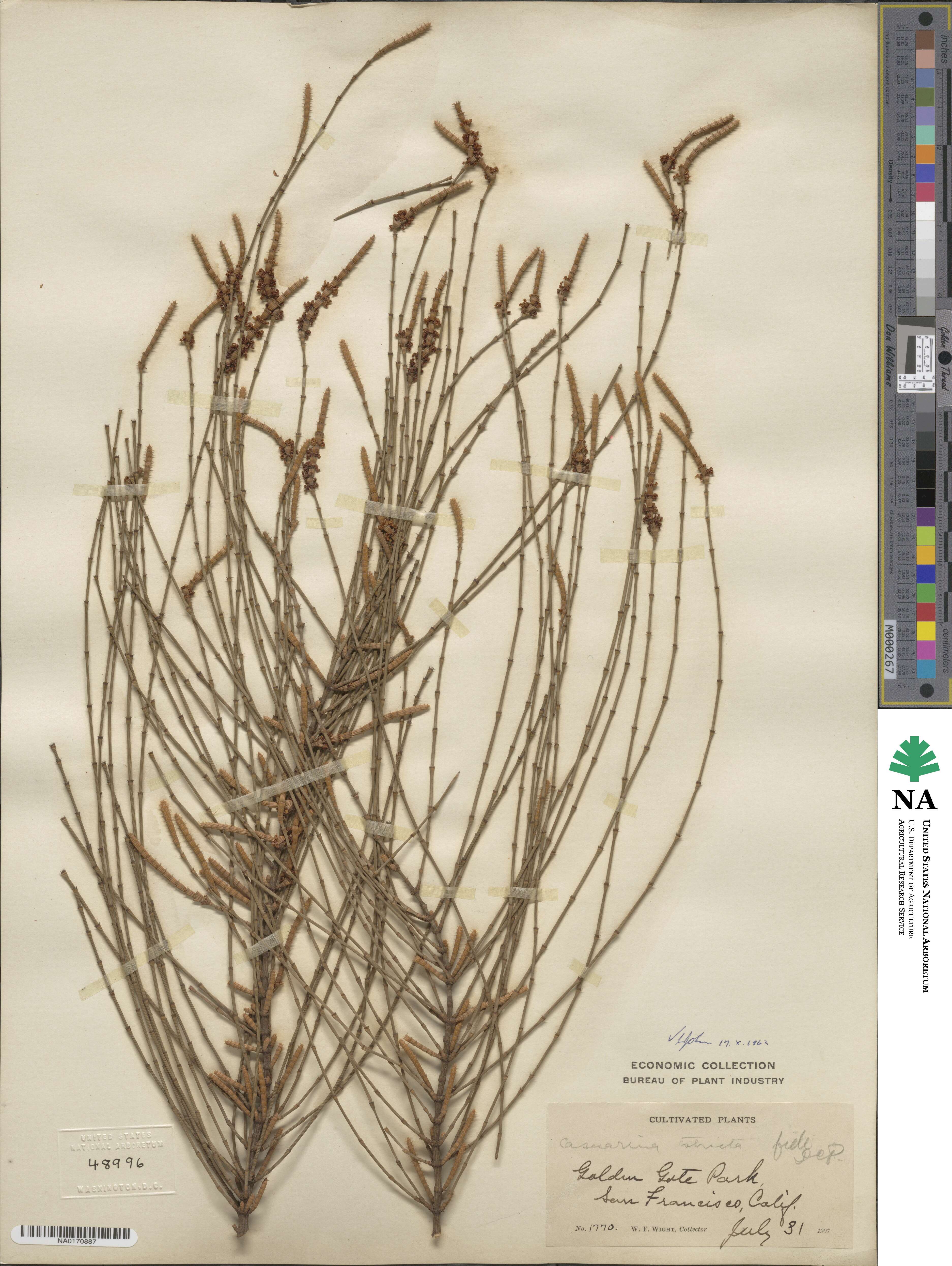 Casuarina stricta image