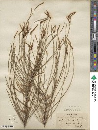 Casuarina stricta image