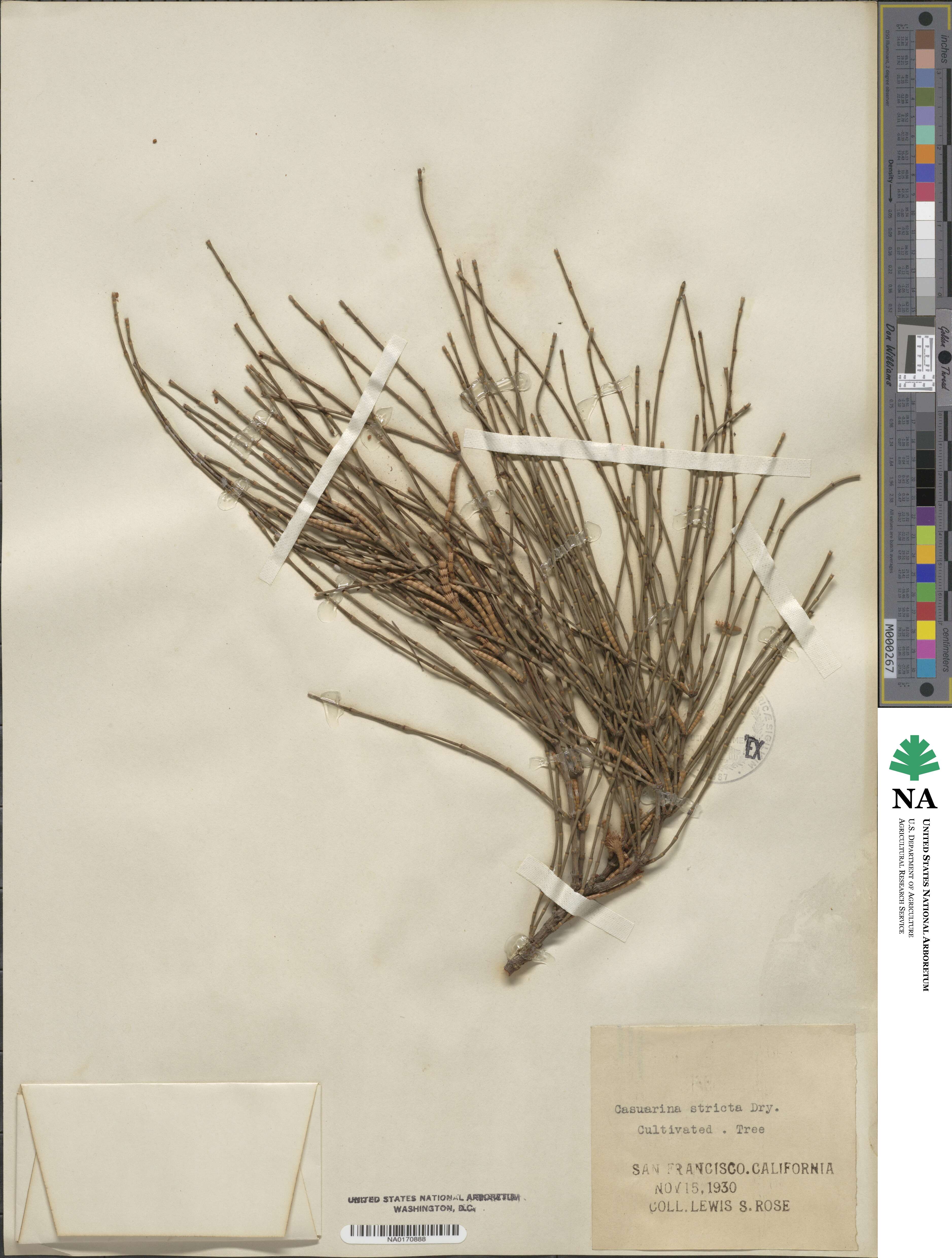 Casuarina stricta image