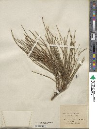 Casuarina stricta image