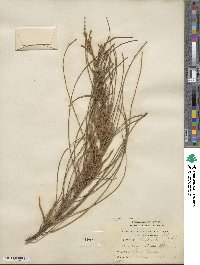 Casuarina stricta image