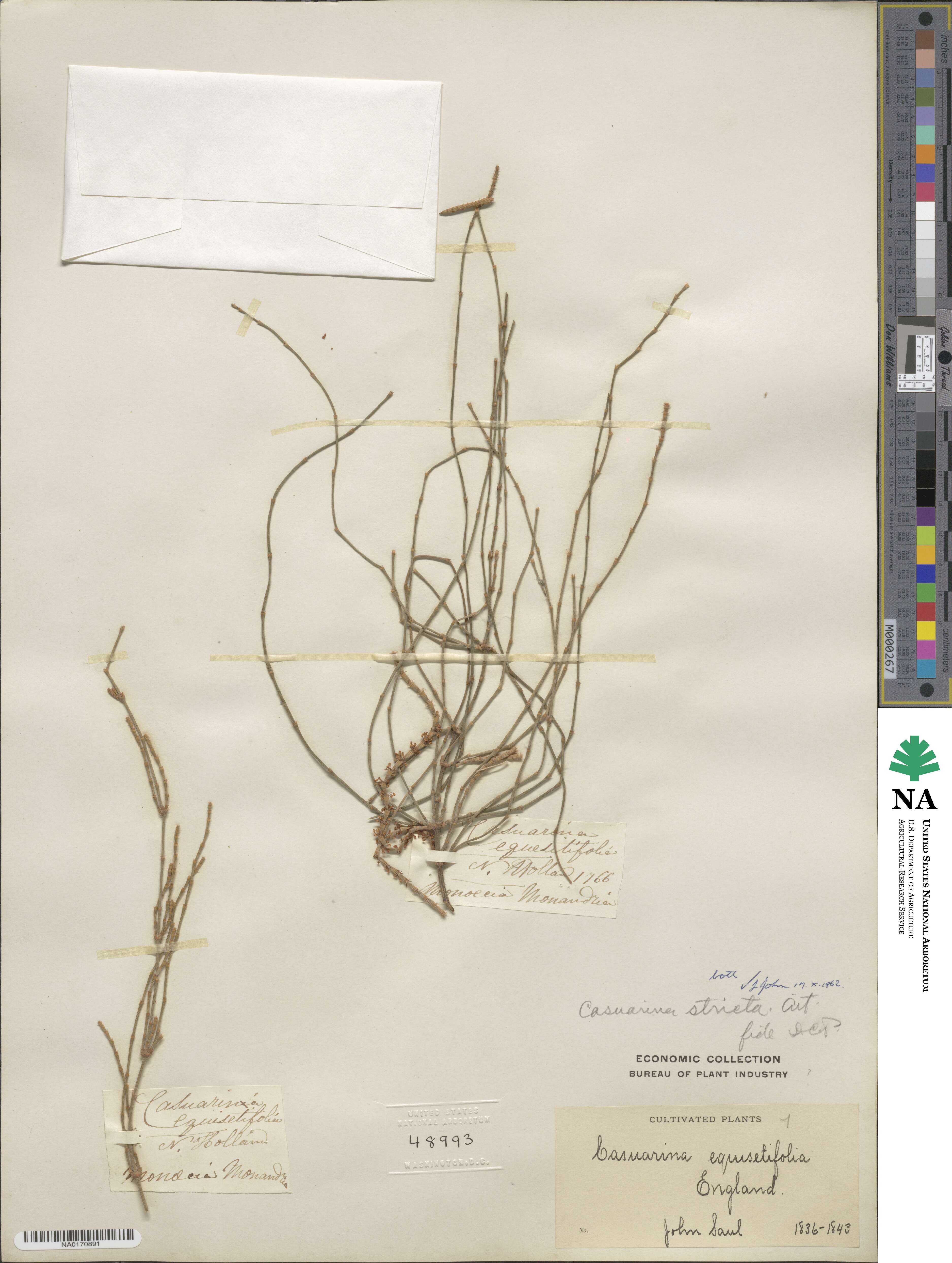 Casuarina stricta image