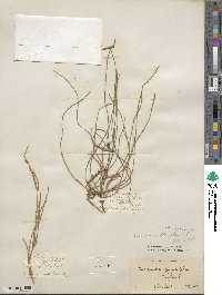 Casuarina stricta image