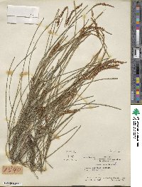 Casuarina stricta image