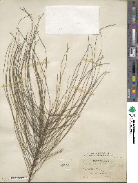 Casuarina stricta image