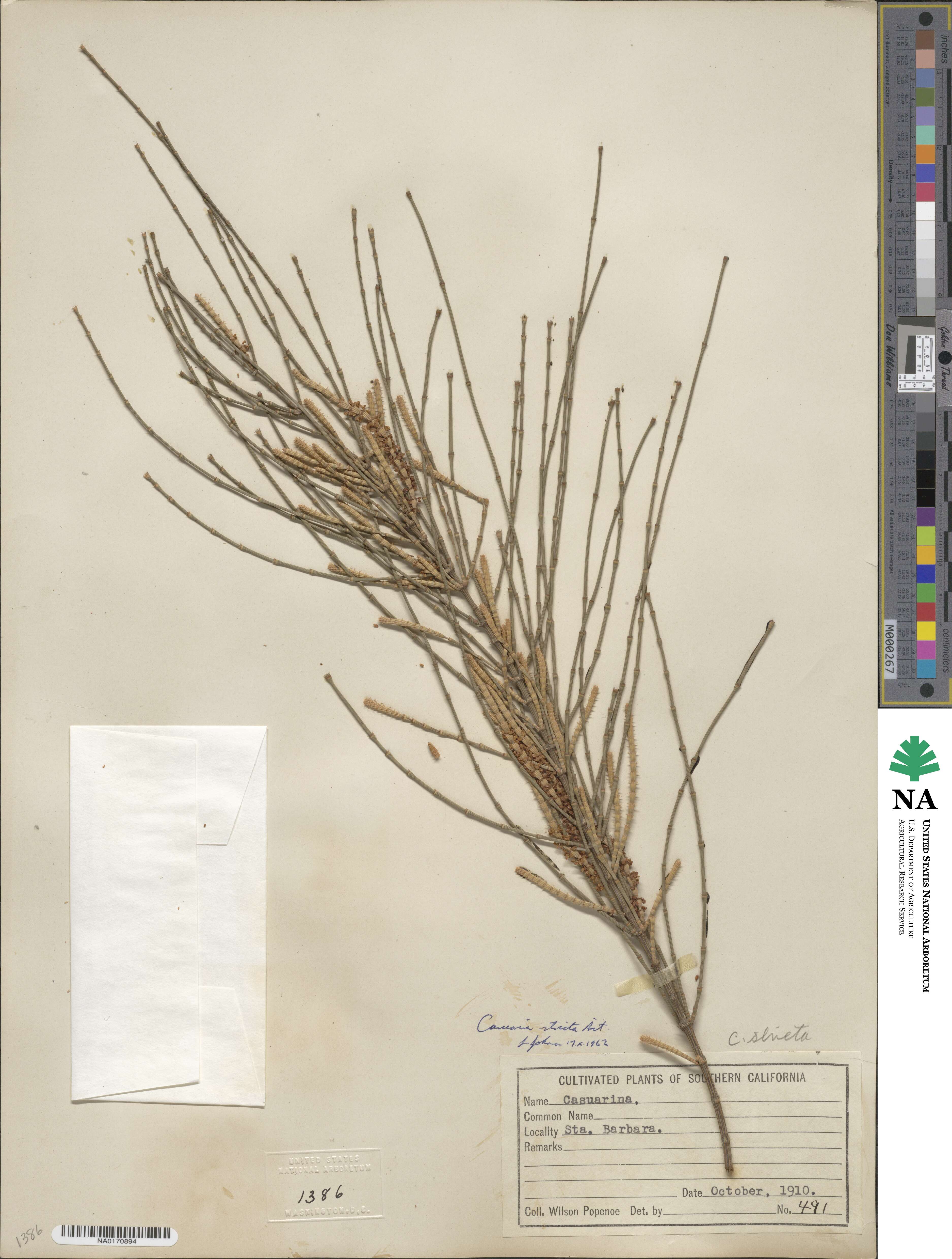 Casuarina stricta image