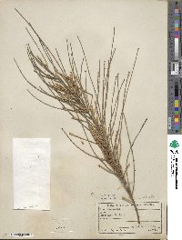 Casuarina stricta image