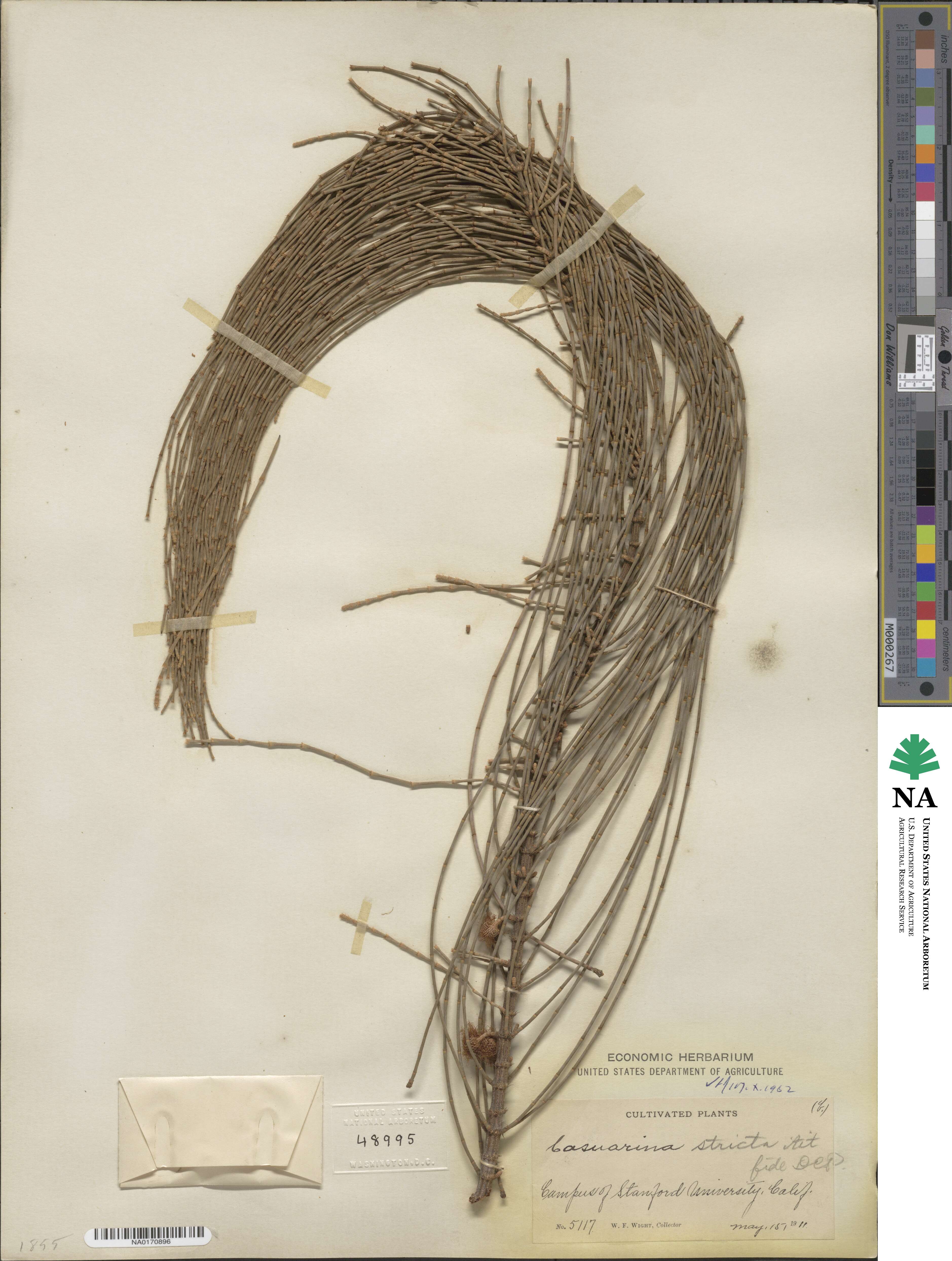 Casuarina stricta image