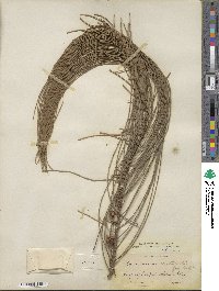 Casuarina stricta image