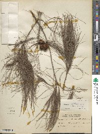 Allocasuarina littoralis image