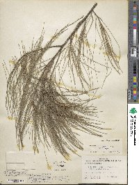 Allocasuarina littoralis image