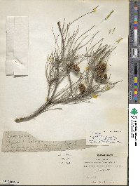 Allocasuarina littoralis image