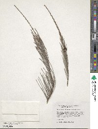 Allocasuarina littoralis image