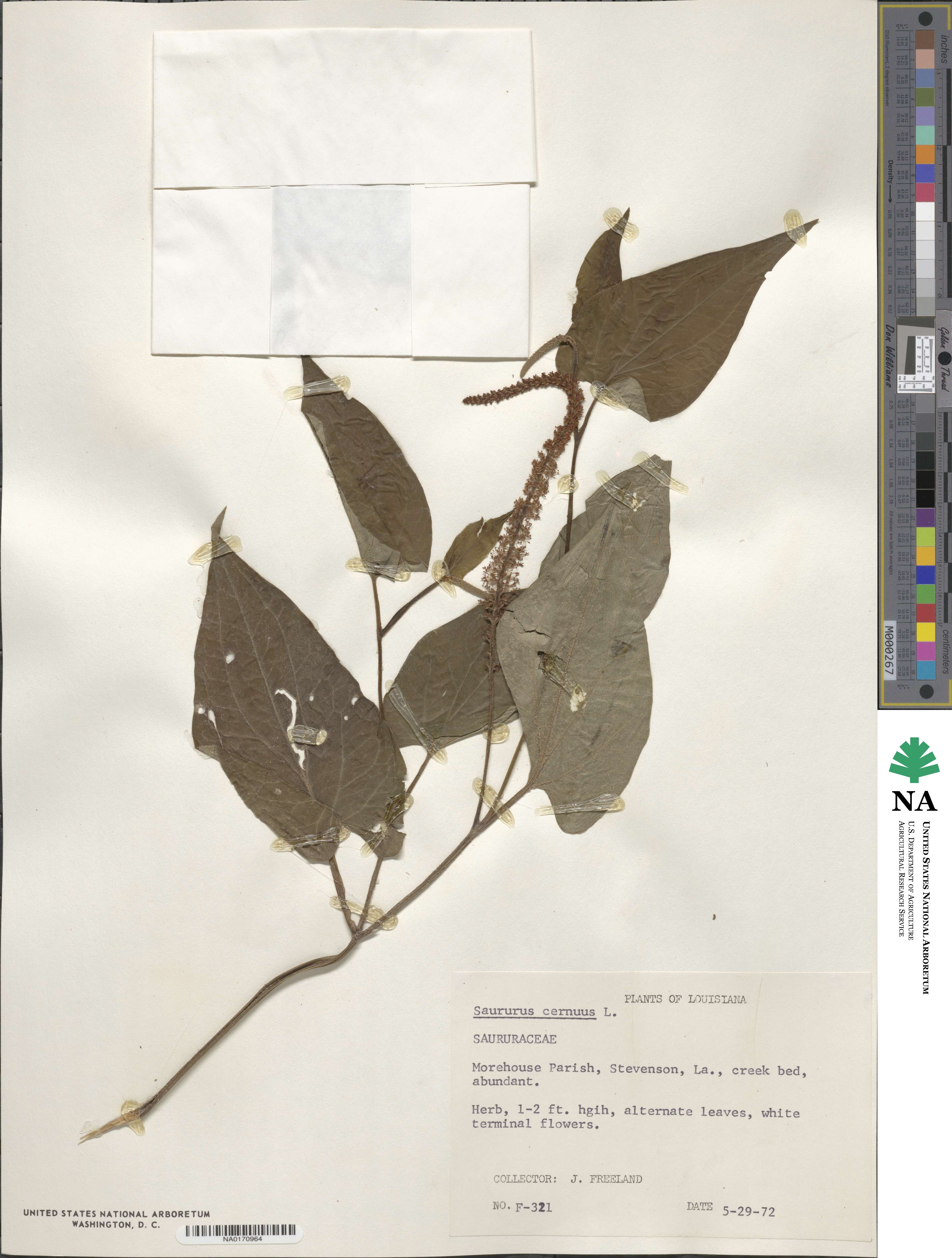 Saururus cernuus image