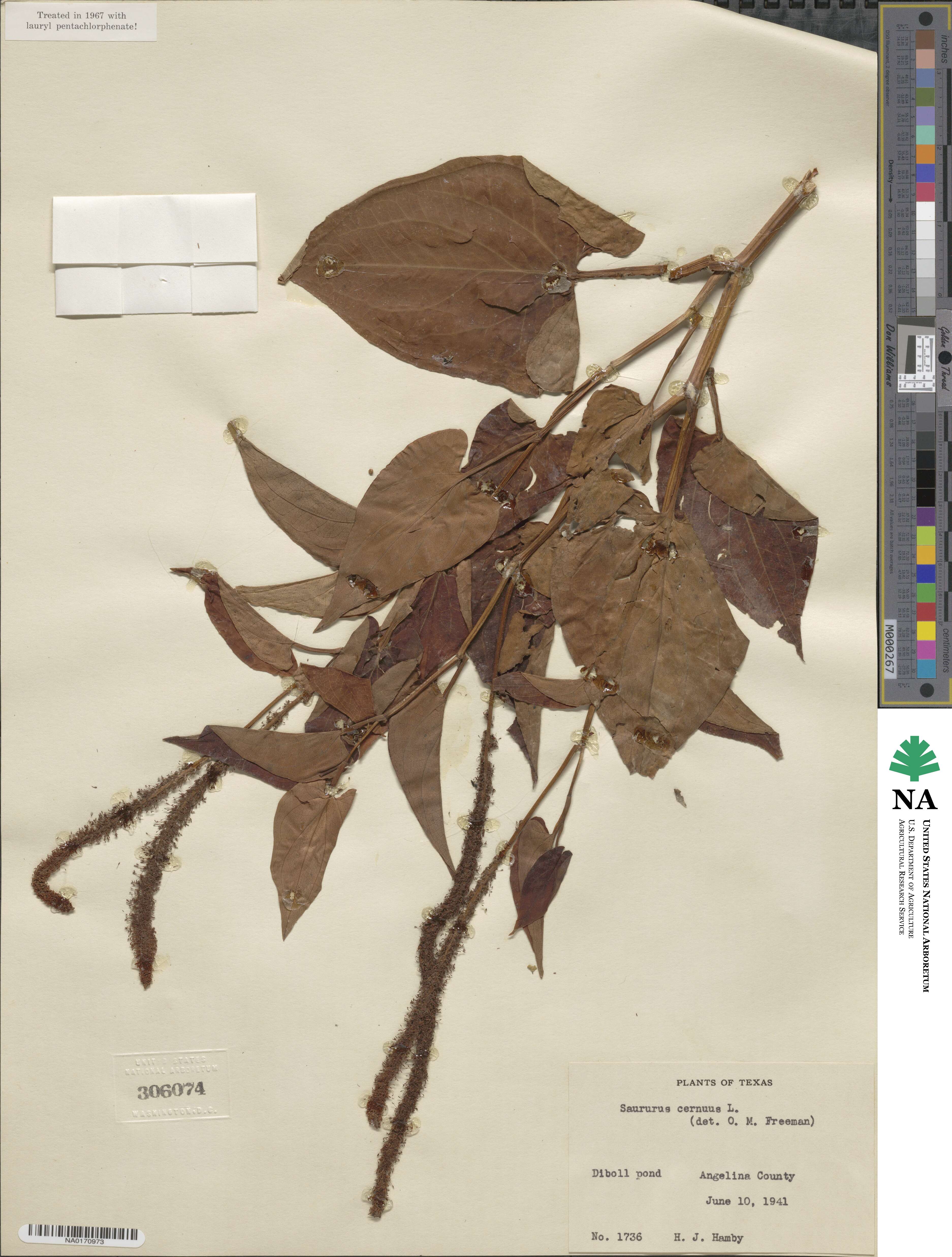 Saururus cernuus image