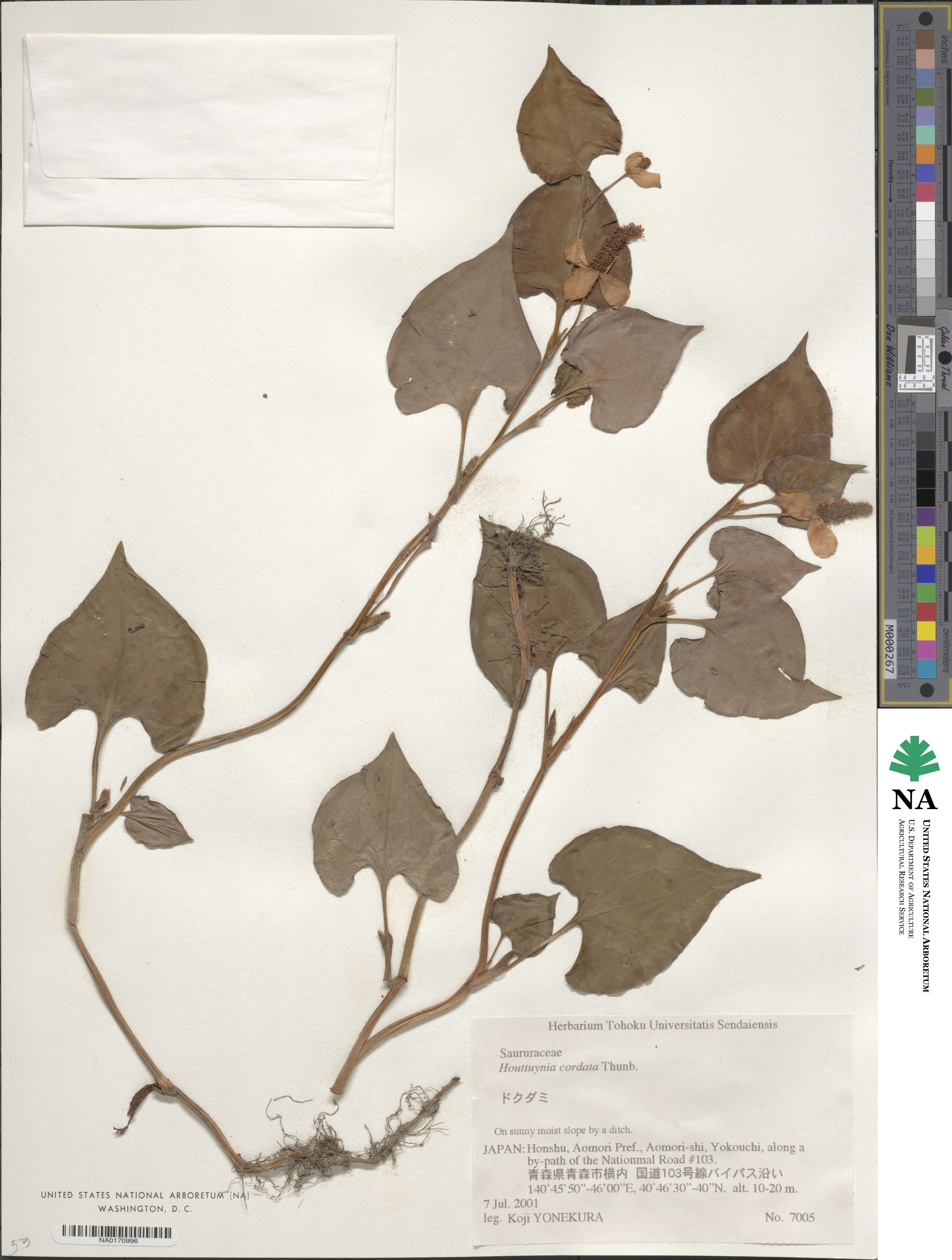 Houttuynia cordata image