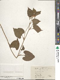 Houttuynia cordata image