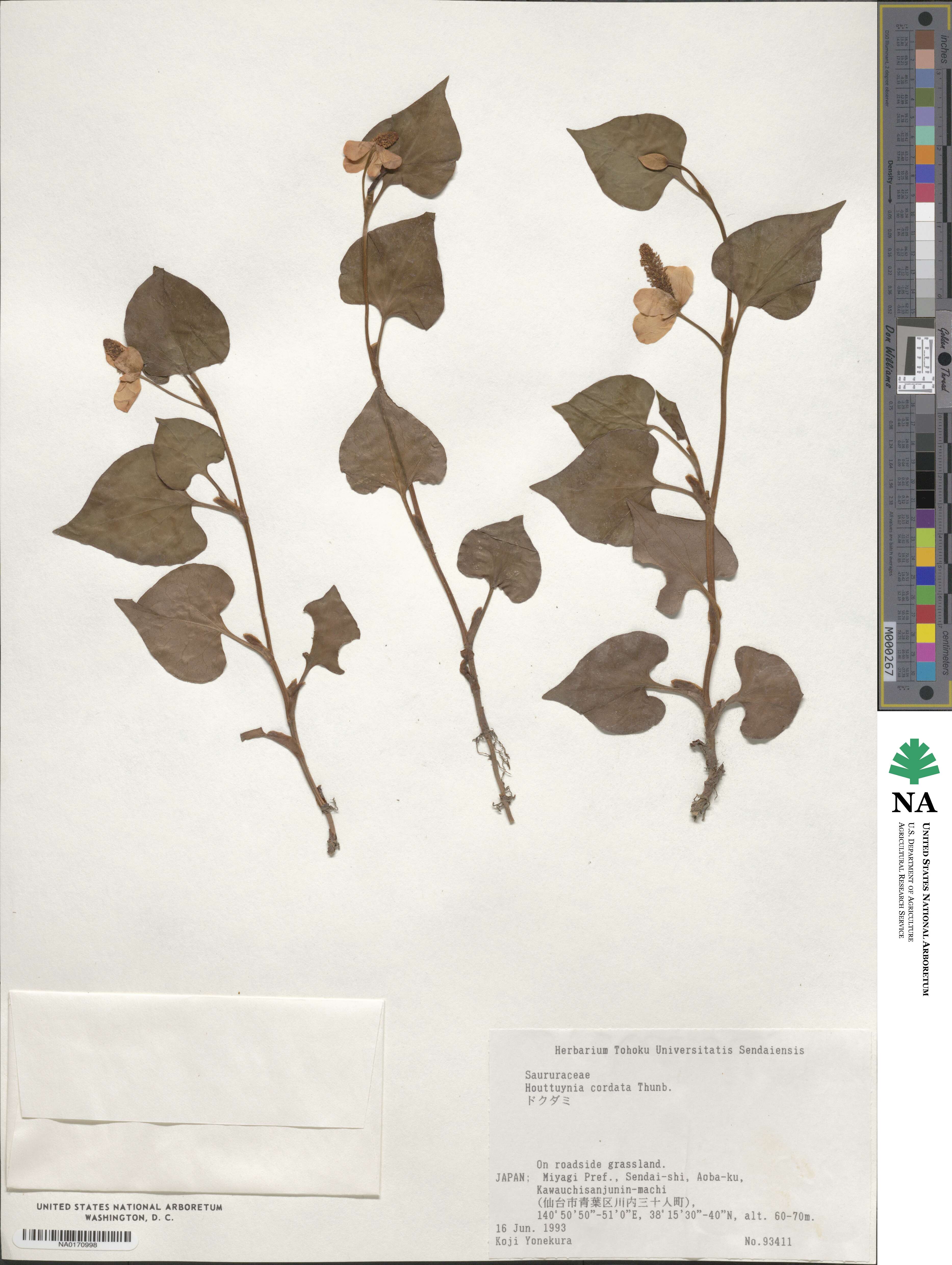 Houttuynia cordata image