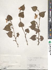 Houttuynia cordata image