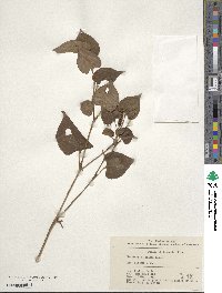 Houttuynia cordata image