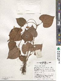 Houttuynia cordata image