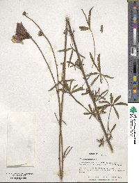 Hibiscus cannabinus image