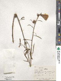 Hibiscus cannabinus image