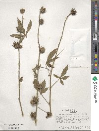 Hibiscus cannabinus image