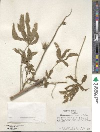 Hibiscus cannabinus image