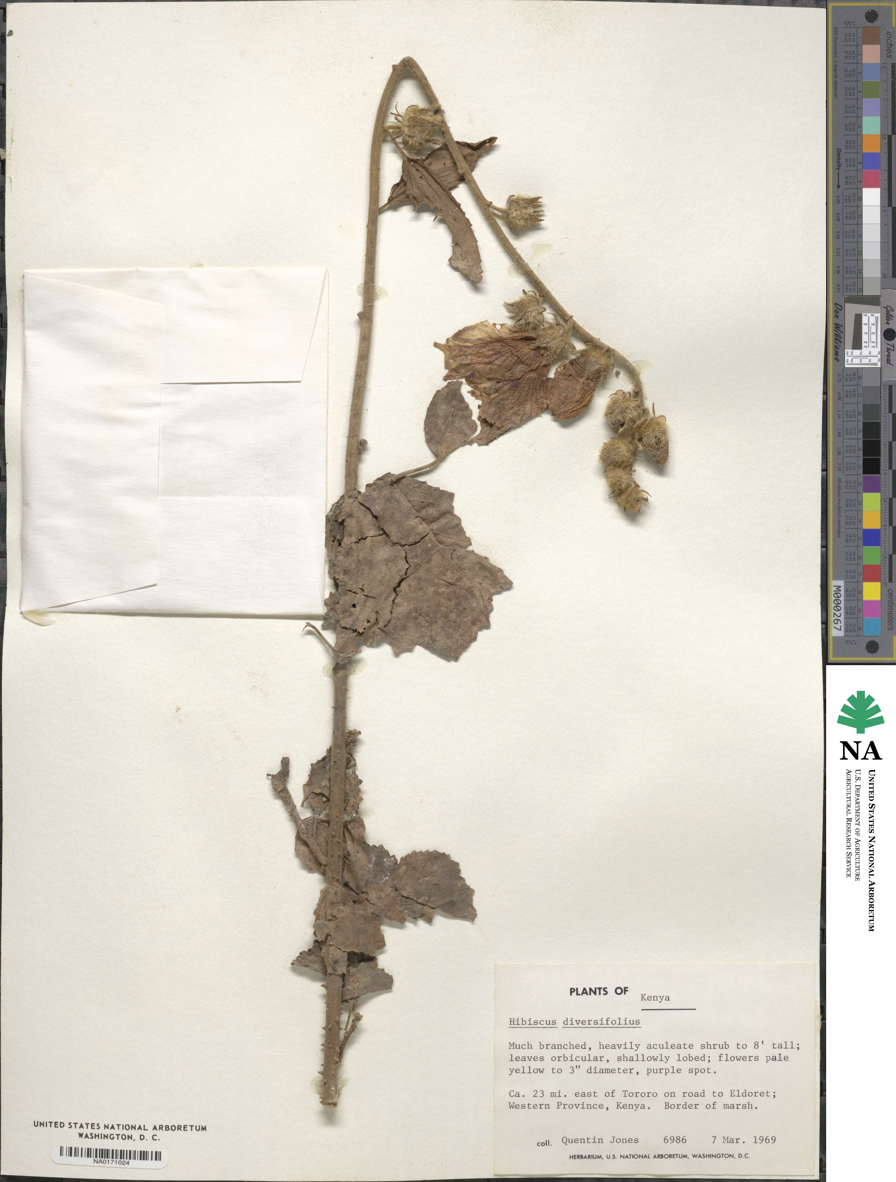 Hibiscus diversifolius image
