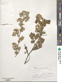 Physocarpus malvaceus image