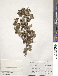 Physocarpus malvaceus image