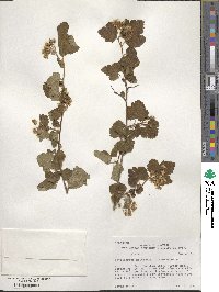 Physocarpus malvaceus image