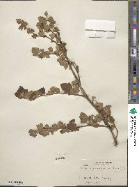 Physocarpus malvaceus image