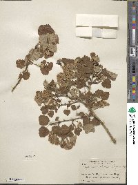 Physocarpus malvaceus image