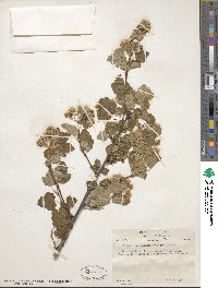 Physocarpus malvaceus image