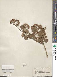 Physocarpus malvaceus image