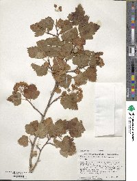 Physocarpus malvaceus image