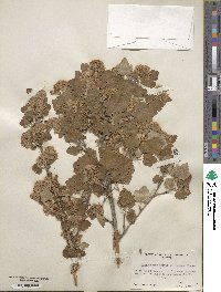 Physocarpus malvaceus image