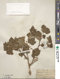 Physocarpus malvaceus image