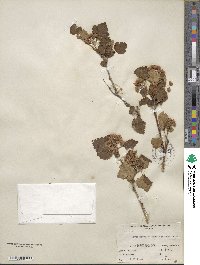 Physocarpus malvaceus image