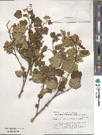 Physocarpus malvaceus image