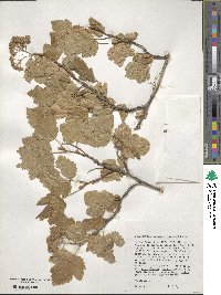 Physocarpus malvaceus image